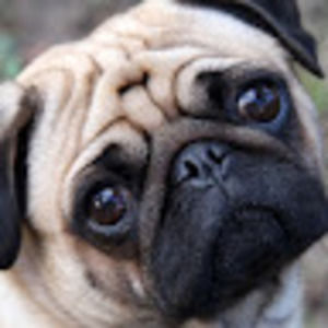 Meet your Posher, Mallory